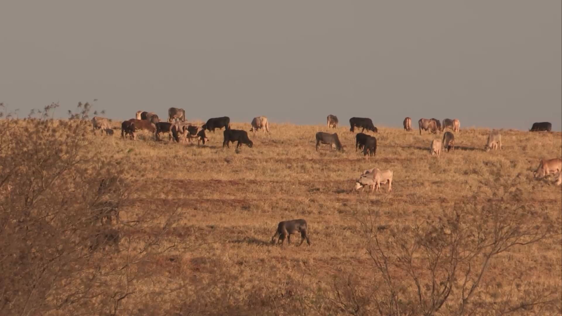 Quantos hectares são necessários para diferir o pasto na seca?