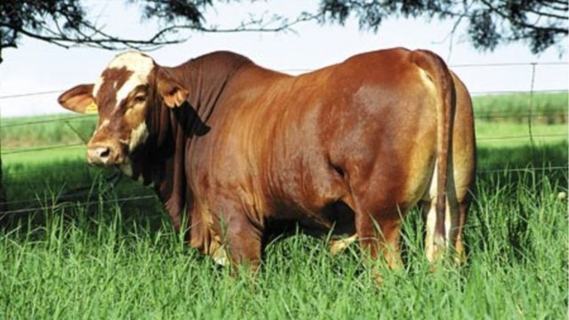 Caracu, Simbrasil ou Canchim? Qual touro usar para produzir gado de corte lucrativo