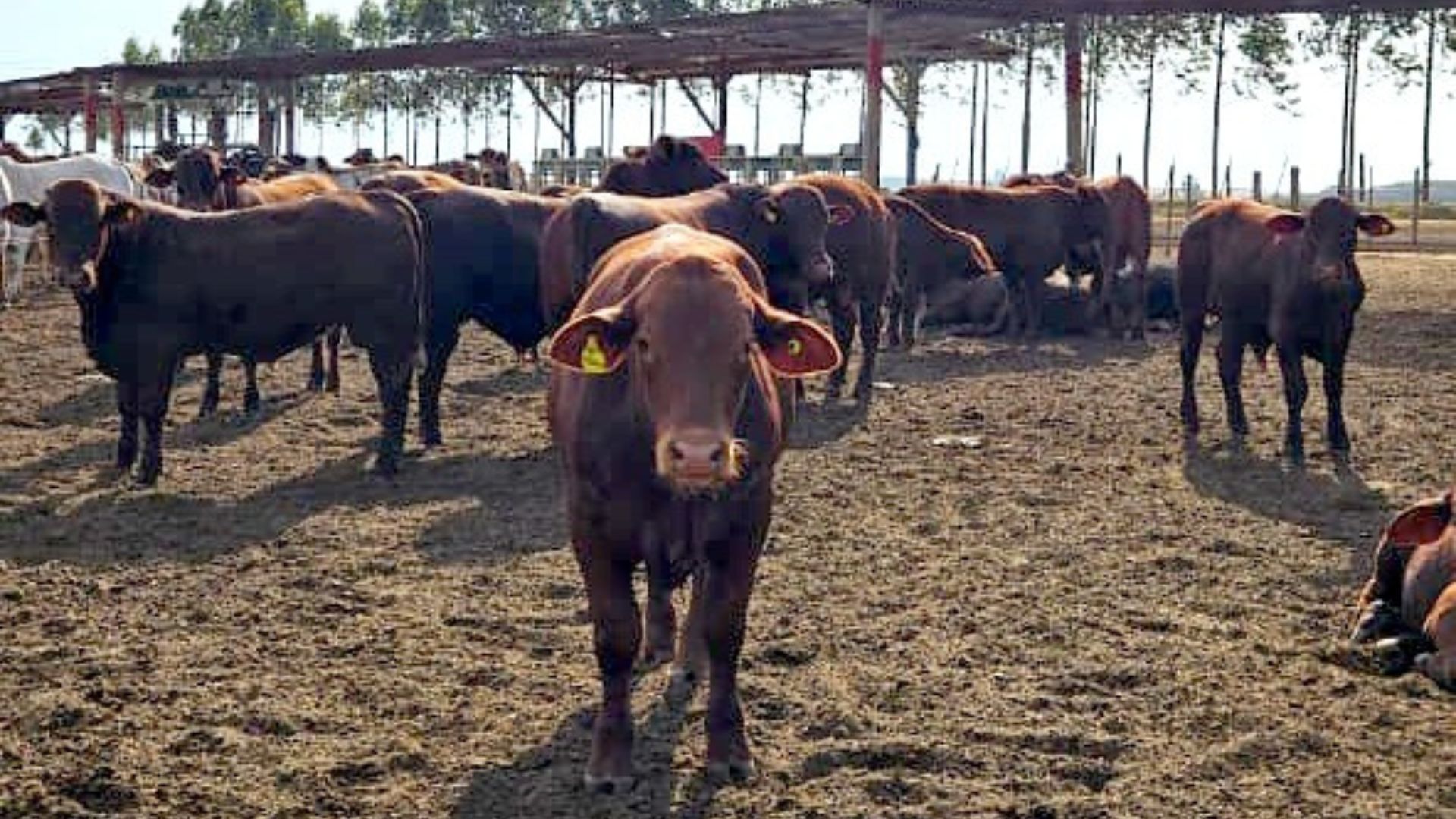 Santa Gertrudis: prova de eficiência confirma a força genética da raça. Foto: Divulgação.