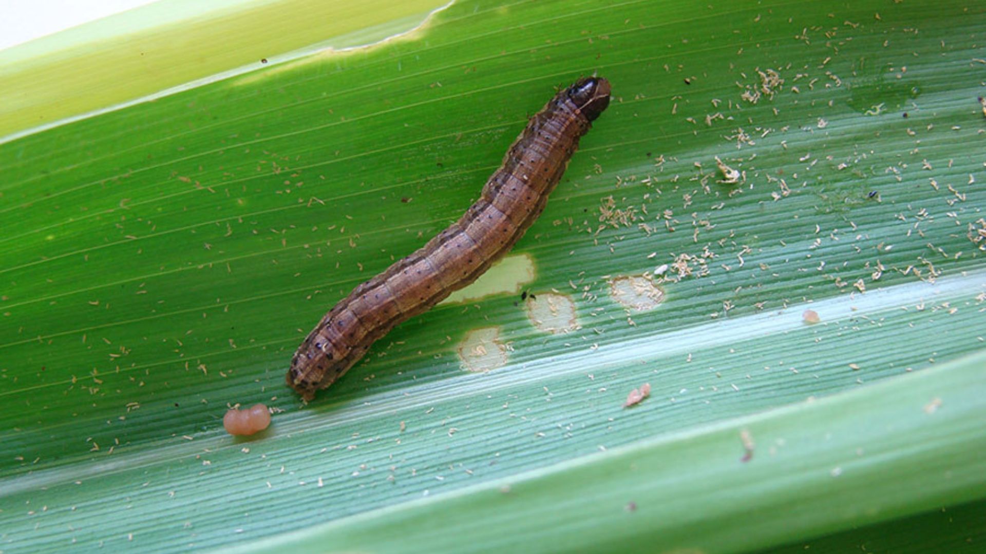 O sistema analisa imagens digitais e identifica a lagarta tanto na folha da planta como na espiga de milho. Foto: Marina Pessoa.