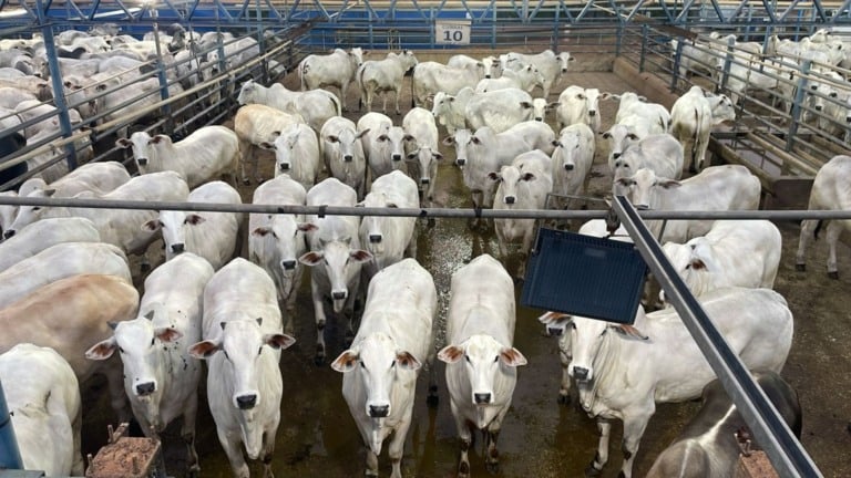 Fazenda de Barra do Garças (MT) se destaca com novilhas de quase 18@. Foto: Divulgação.