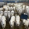 Fazenda de Barra do Garças (MT) se destaca com novilhas de quase 18@. Foto: Divulgação.
