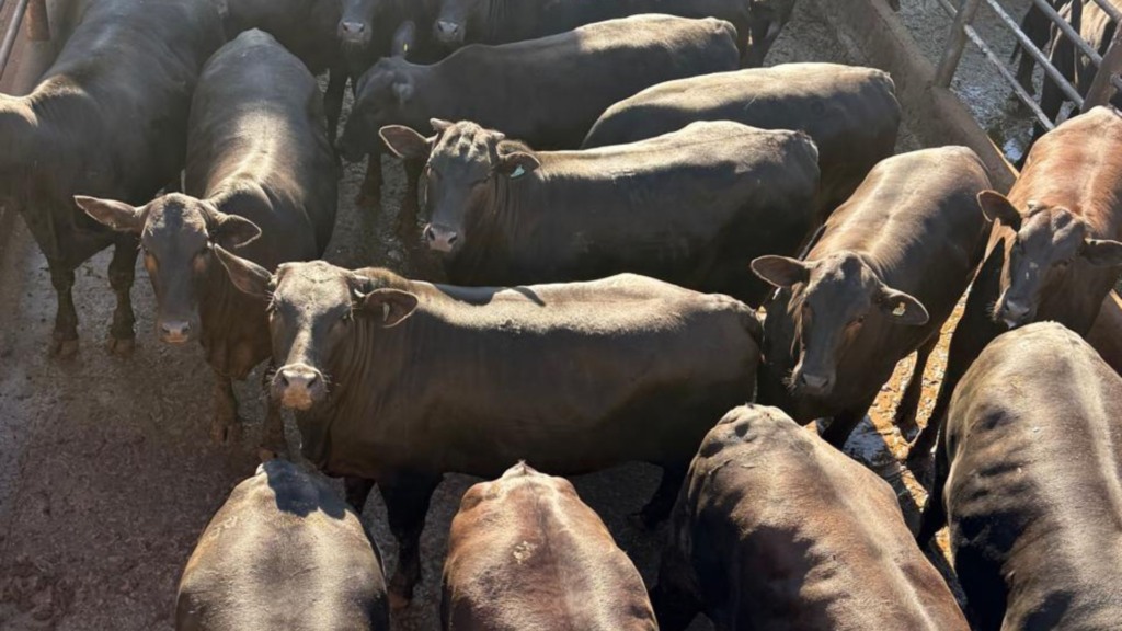 Produção do pecuarista Glauco Marcone Vieira Souza, da Fazenda Xanadu, localizada no município de Prata (MG). Foto: Divulgação.