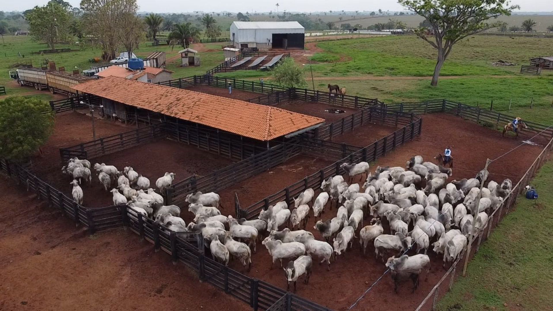 Rondônia: fazenda atinge 23,3@ com boiada 97% jovem. Foto: Divulgação.