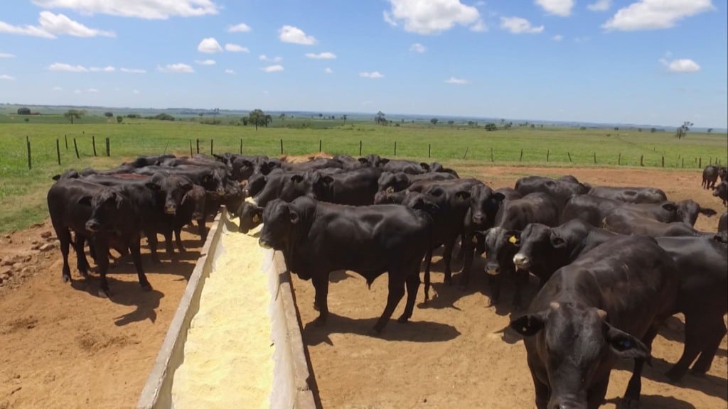 Gado na seca: qual o melhor horário para suplementar e garantir ganho de peso? (Foto: Divulgação).