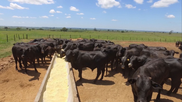 Gado na seca: qual o melhor horário para suplementar e garantir ganho de peso? (Foto: Divulgação).