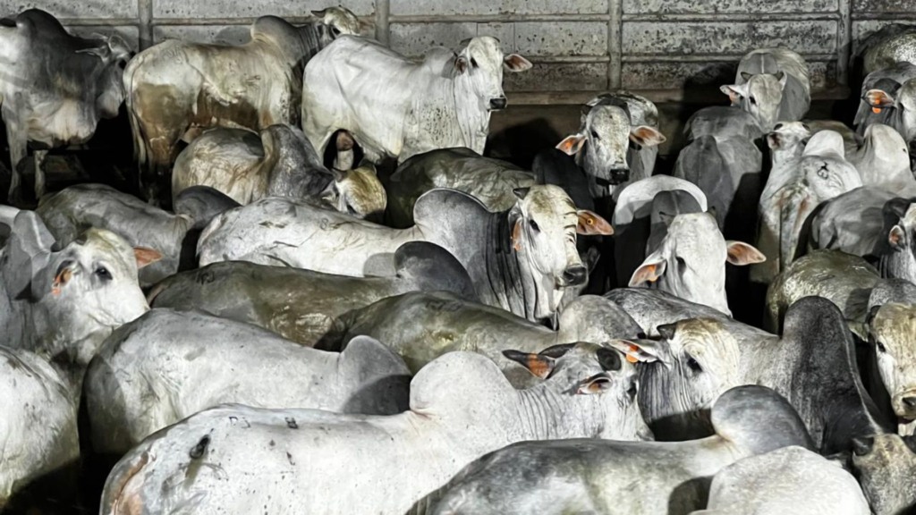 Produção de Hélio Moreira da Silva Júnior, da Fazenda Palmeiras, em Itupiranga (PA), vencedor na categoria Machos (Foto: Divulgação). Produção de Hélio Moreira da Silva Júnior, da Fazenda Palmeiras, em Itupiranga (PA), vencedor na categoria Machos (Foto: Divulgação).