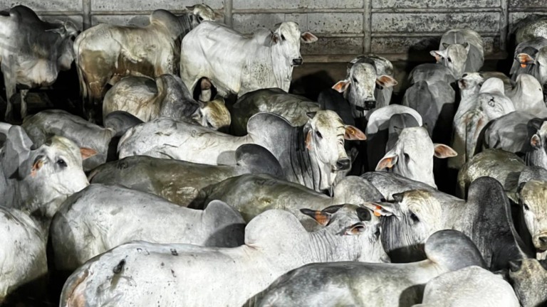Produção de Hélio Moreira da Silva Júnior, da Fazenda Palmeiras, em Itupiranga (PA), vencedor na categoria Machos (Foto: Divulgação).