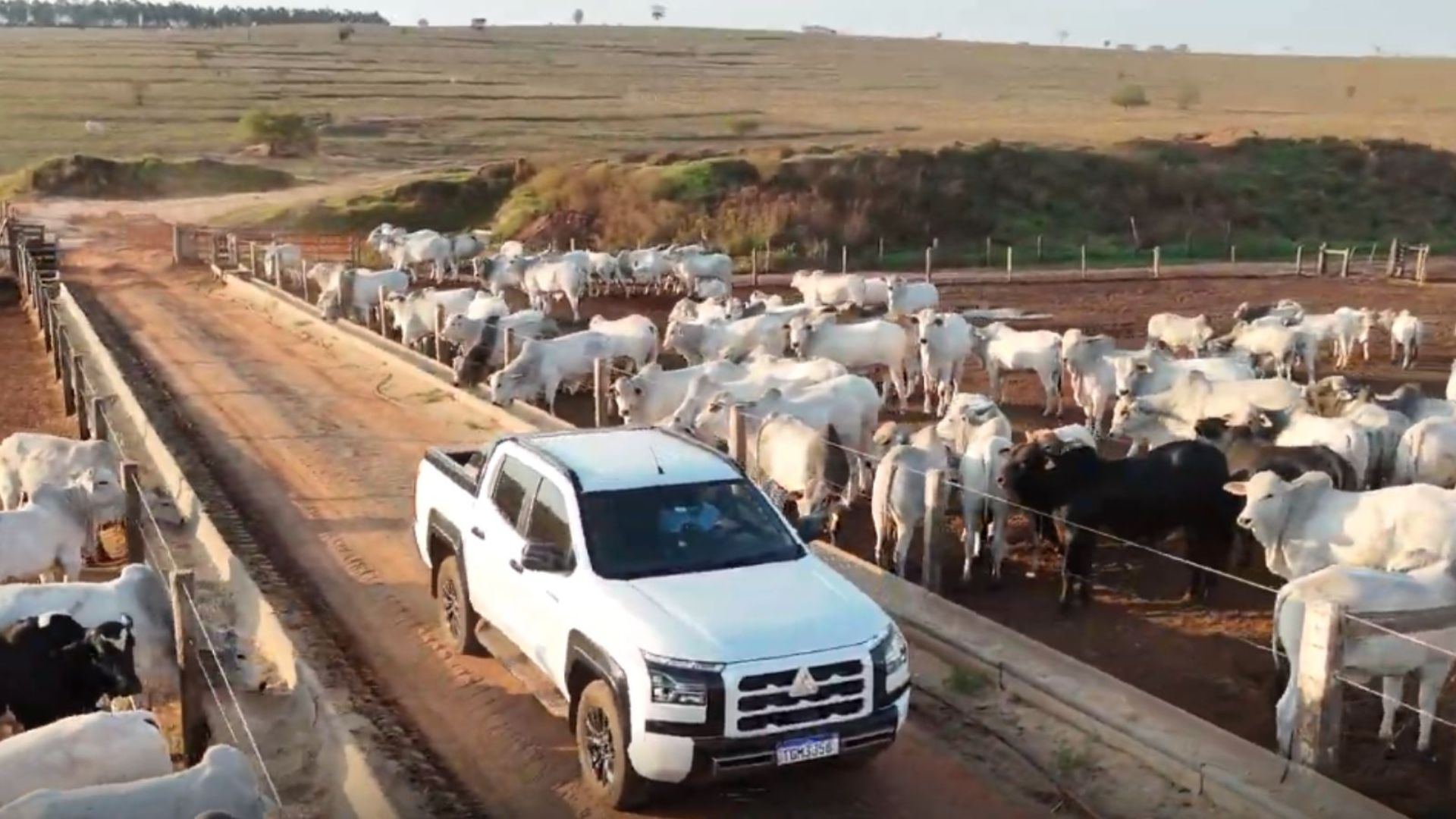 Expedição Mitsubishi Triton Katana revela pecuária de alta performance no interior paulista (Foto: Divulgação).