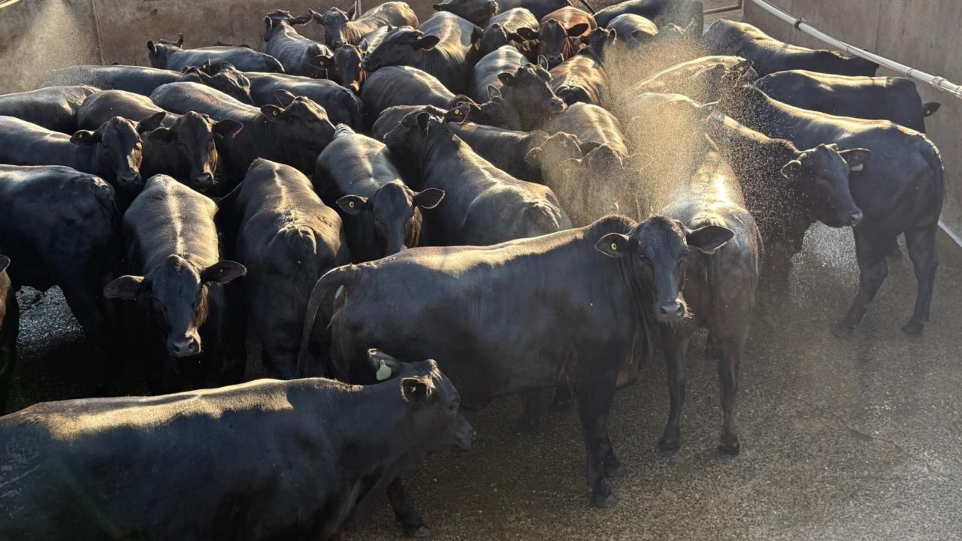 Mato Grosso: fazenda apura 19,4@ em novilhas e leva bônus extra. Foto: Divulgação.