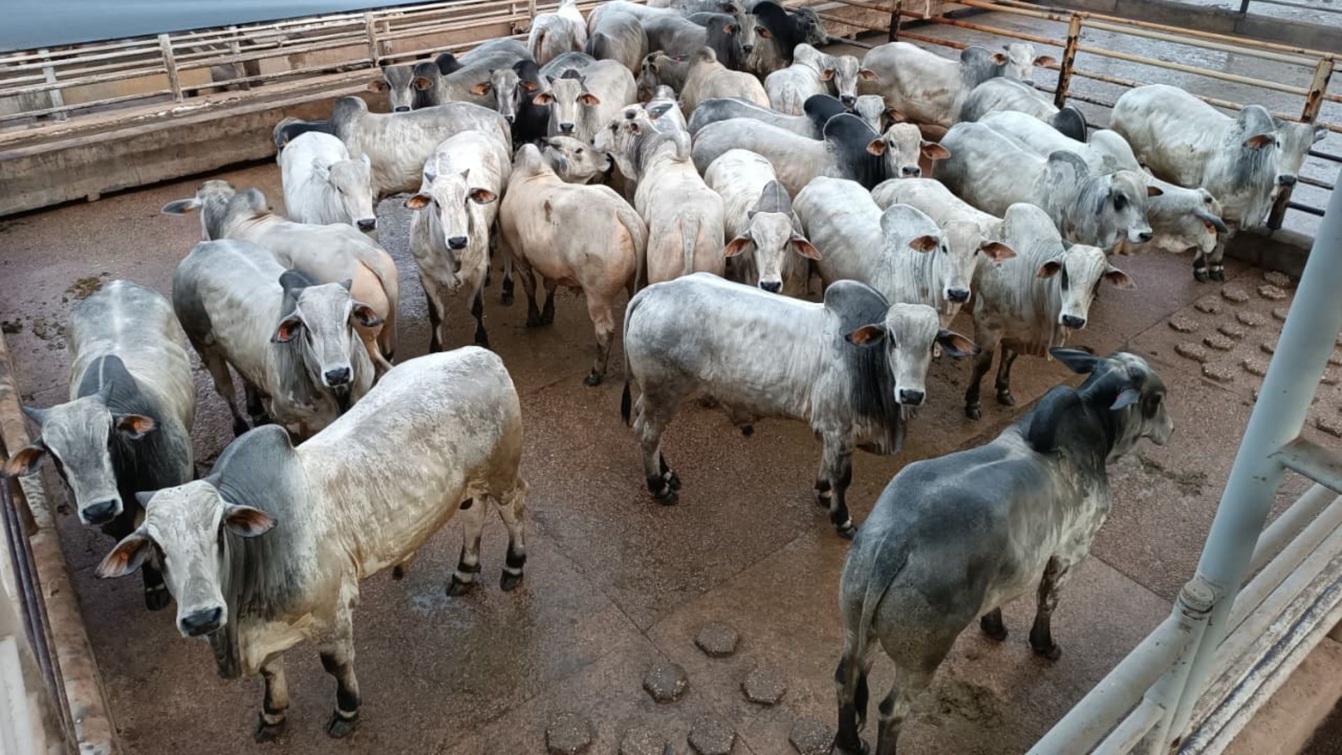 Rondônia: etapa de Vilhena tem mais de 600 carcaças em disputa; veja vencedores. Foto: Divulgação.