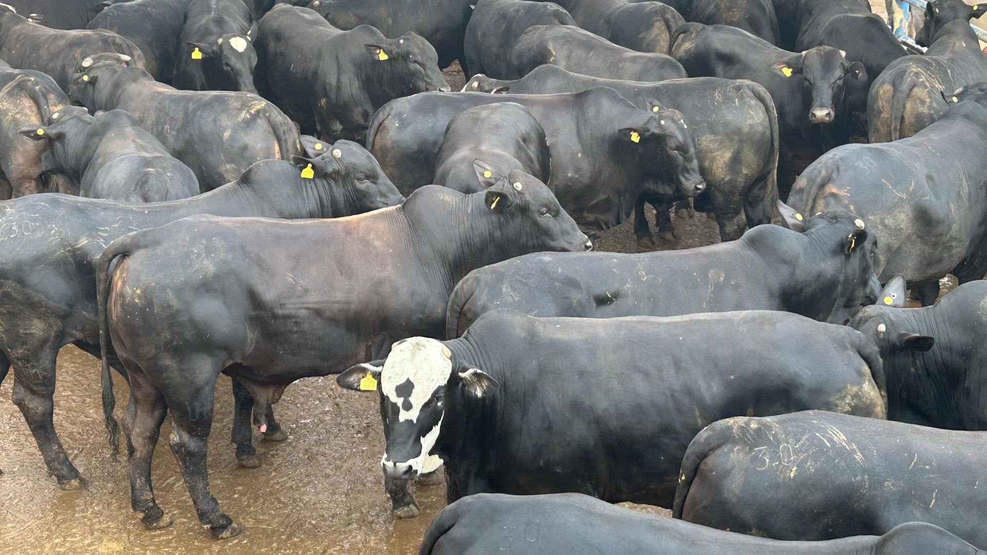 Boiada Angus supera 25 arrobas em Goiás; confira detalhes