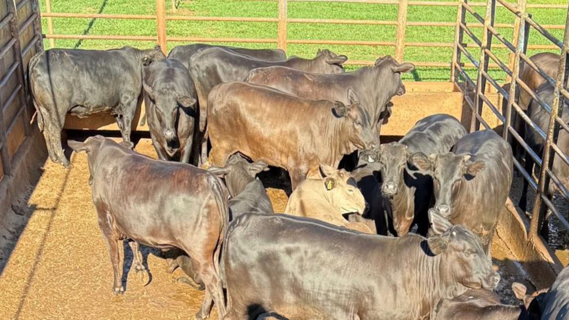 Fazenda de Prata (MG) se destaca com novilhas Angus de quase 19@ (Foto: Divulgação).