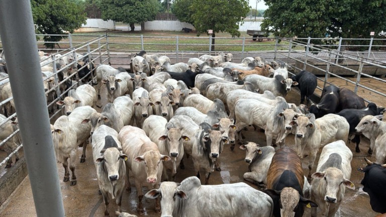 Piraquê (TO) se destaca com boiada de quase 22@ (Foto: Divulgação).