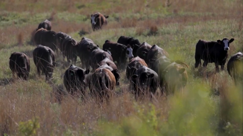 Gado na seca: qual o melhor horário para suplementar e garantir ganho de peso? (Foto: Reprodução).