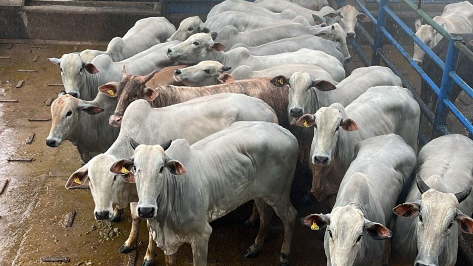 Anastácio (MS) se destaca com novilhada de quase 16@ na TIP (Foto: Pixabay).