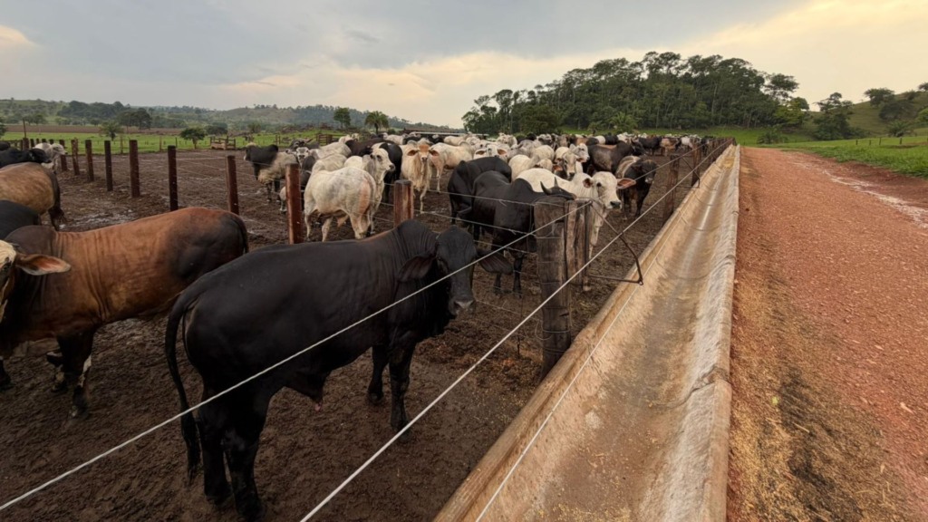 Rondônia: pequenos produtores aumentam rentabilidade com tecnologia e assistência técnica dos Escritórios Verdes 2.0 (Foto: Divulgação).