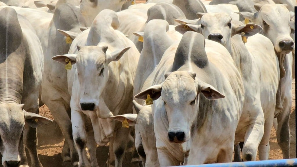 Etapa de Mozarlândia (GO) bate recorde histórico com quase 7 mil animais (Foto: DIvulgação). Etapa de Mozarlândia (GO) bate recorde histórico com quase 7 mil animais (Foto: DIvulgação).