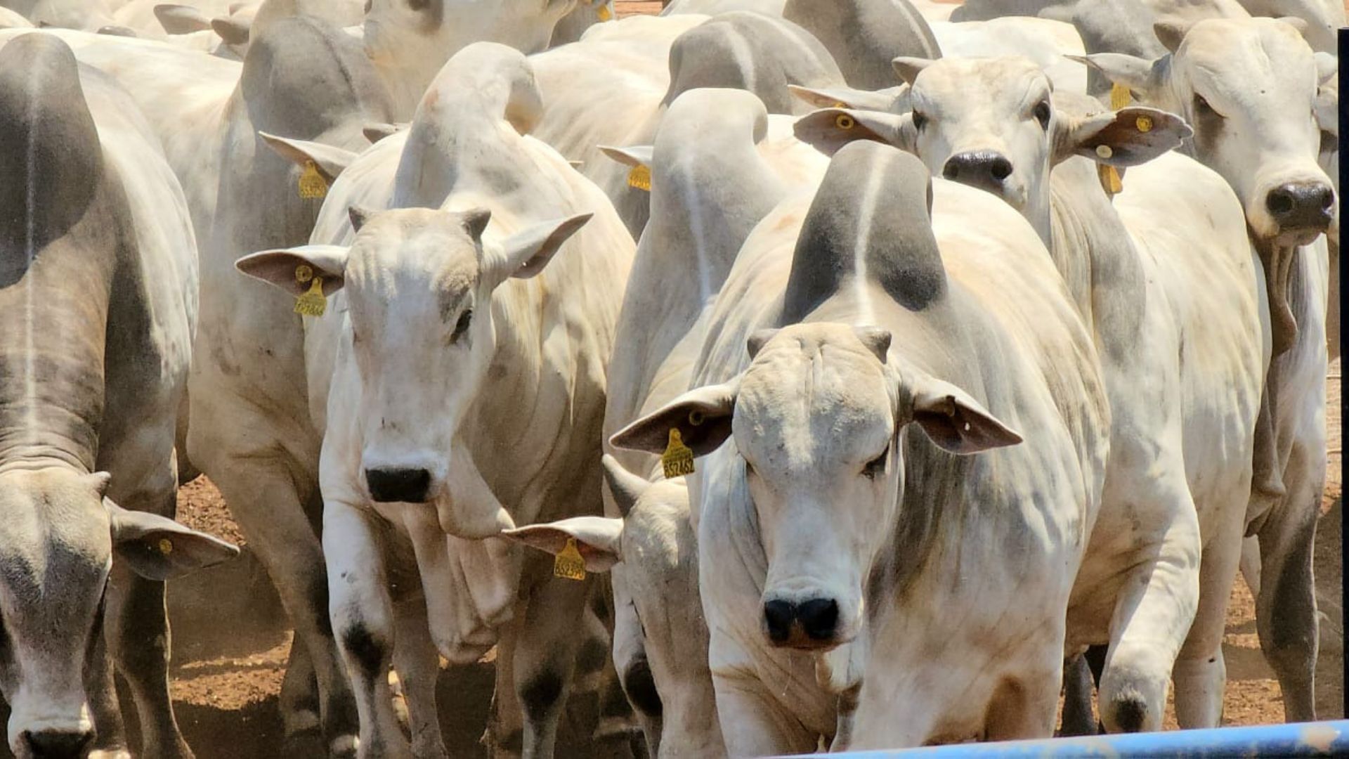 Etapa de Mozarlândia (GO) bate recorde histórico com quase 7 mil animais (Foto: DIvulgação).