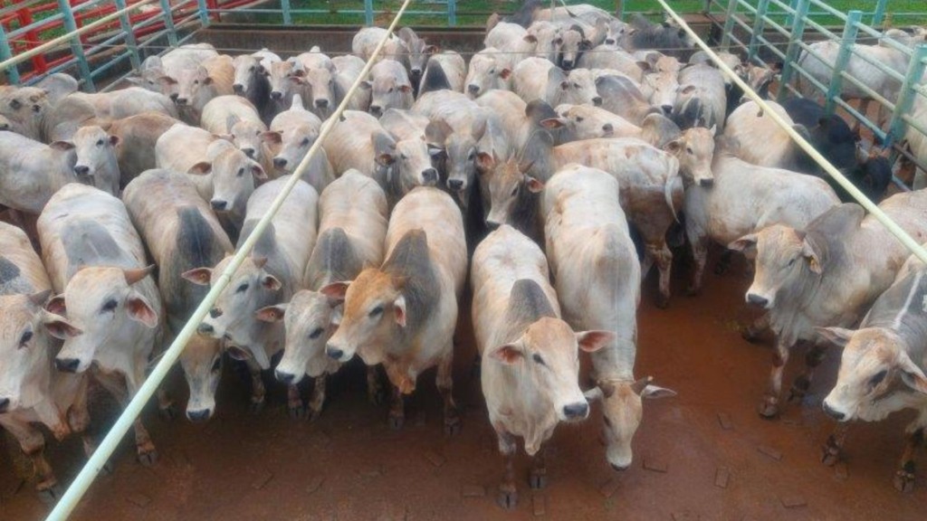 Boiada jovem atinge 23 arrobas no Mato Grosso; confira