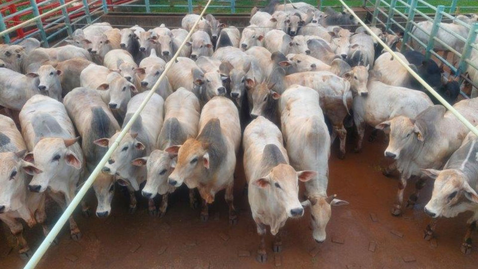 Boiada jovem atinge 23 arrobas no Mato Grosso; confira