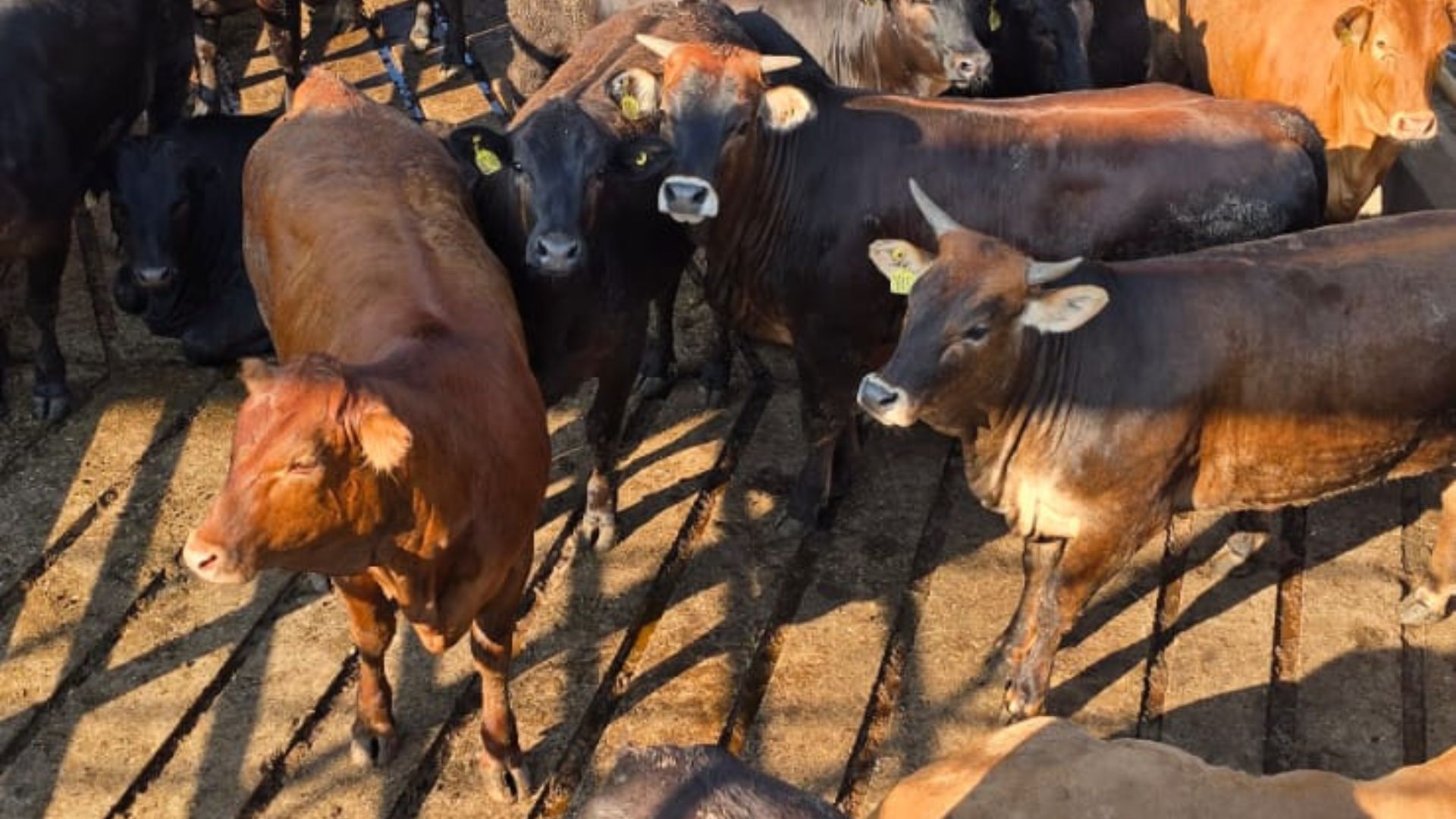 MS: novilhada de 14 meses e 17@ surpreende com 55% de rendimento de carcaça (Foto: Divulgação).