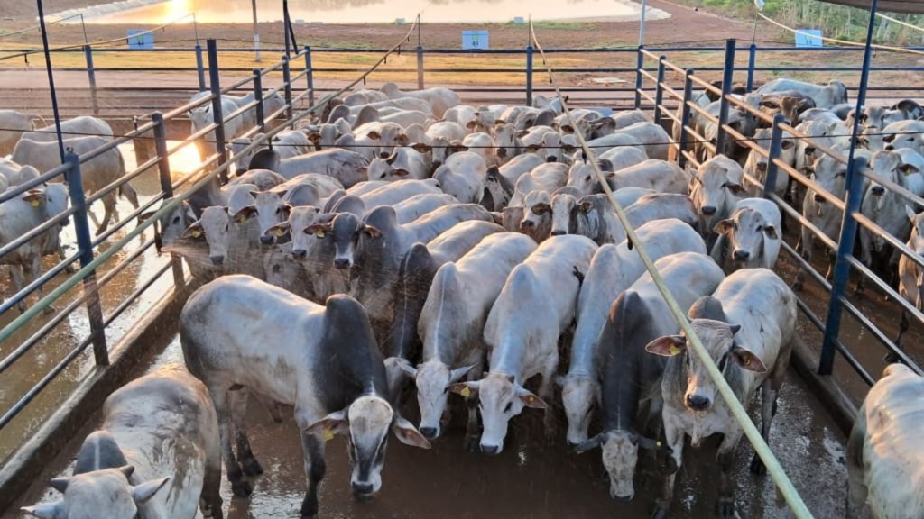 Produção da pecuarista Celi Silva Lemos, da Fazenda Galera, localizada no município de Conquista D'Oeste (MT). (Foto: Divulgação).