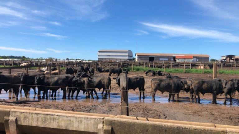 Boiada jovem ultrapassa 23@ em Juara (MT). Foto: Divulgação.