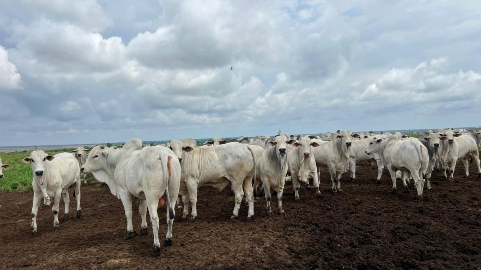 Fazenda em Santa Maria das Barreiras (PA) surpreende com boiada de 22@ (Foto: Divulgação).