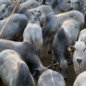 Etapa de Araputanga (MT) tem mais de 800 carcaças em disputa (Foto: Divulgação).