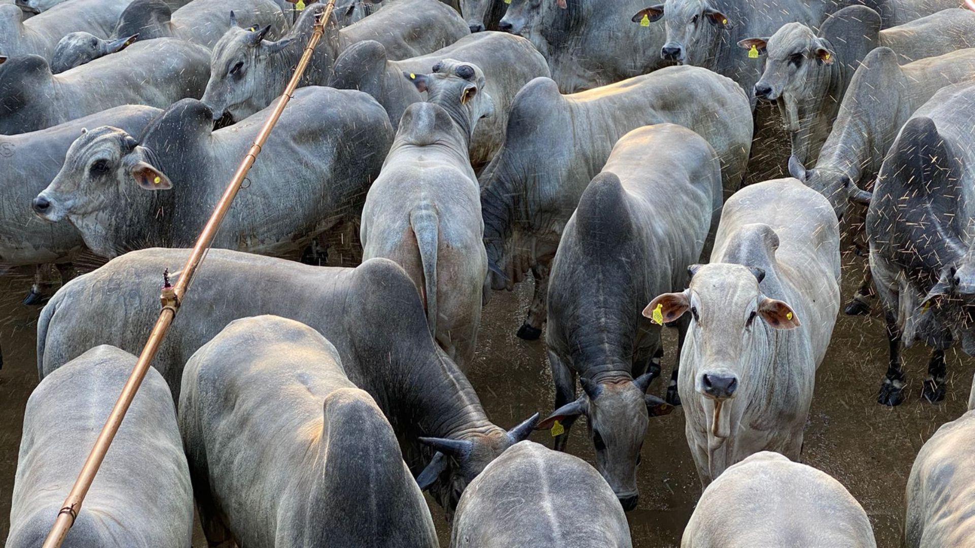 Etapa de Araputanga (MT) tem mais de 800 carcaças em disputa (Foto: Divulgação).