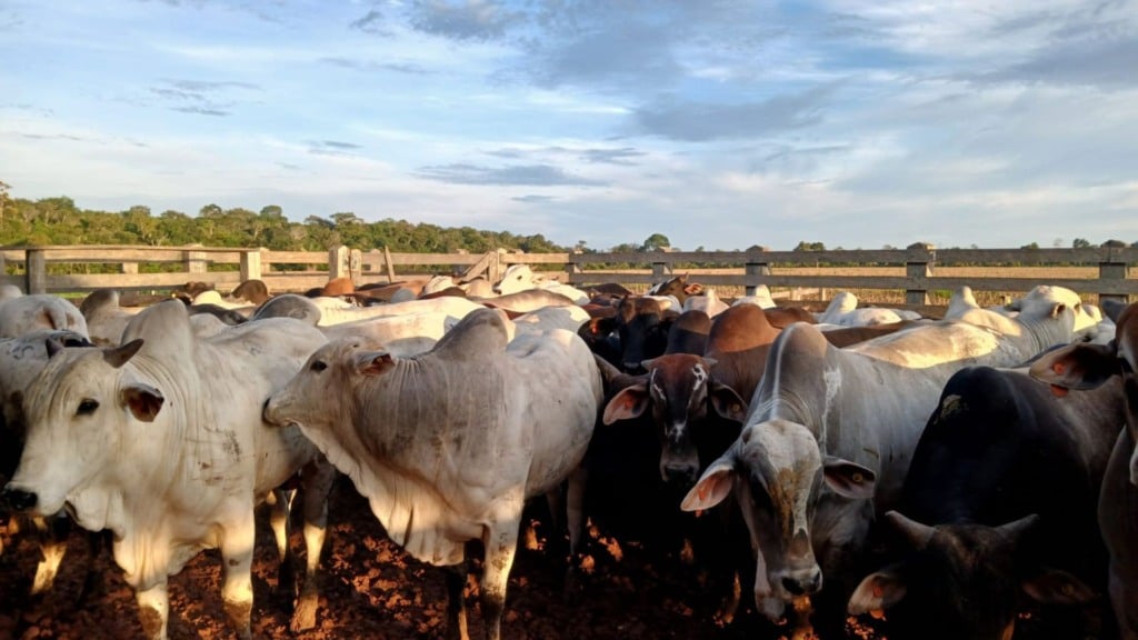 Rondônia: fazenda de Alto Paraíso inova com engorda intensiva (Foto: Divulgação).