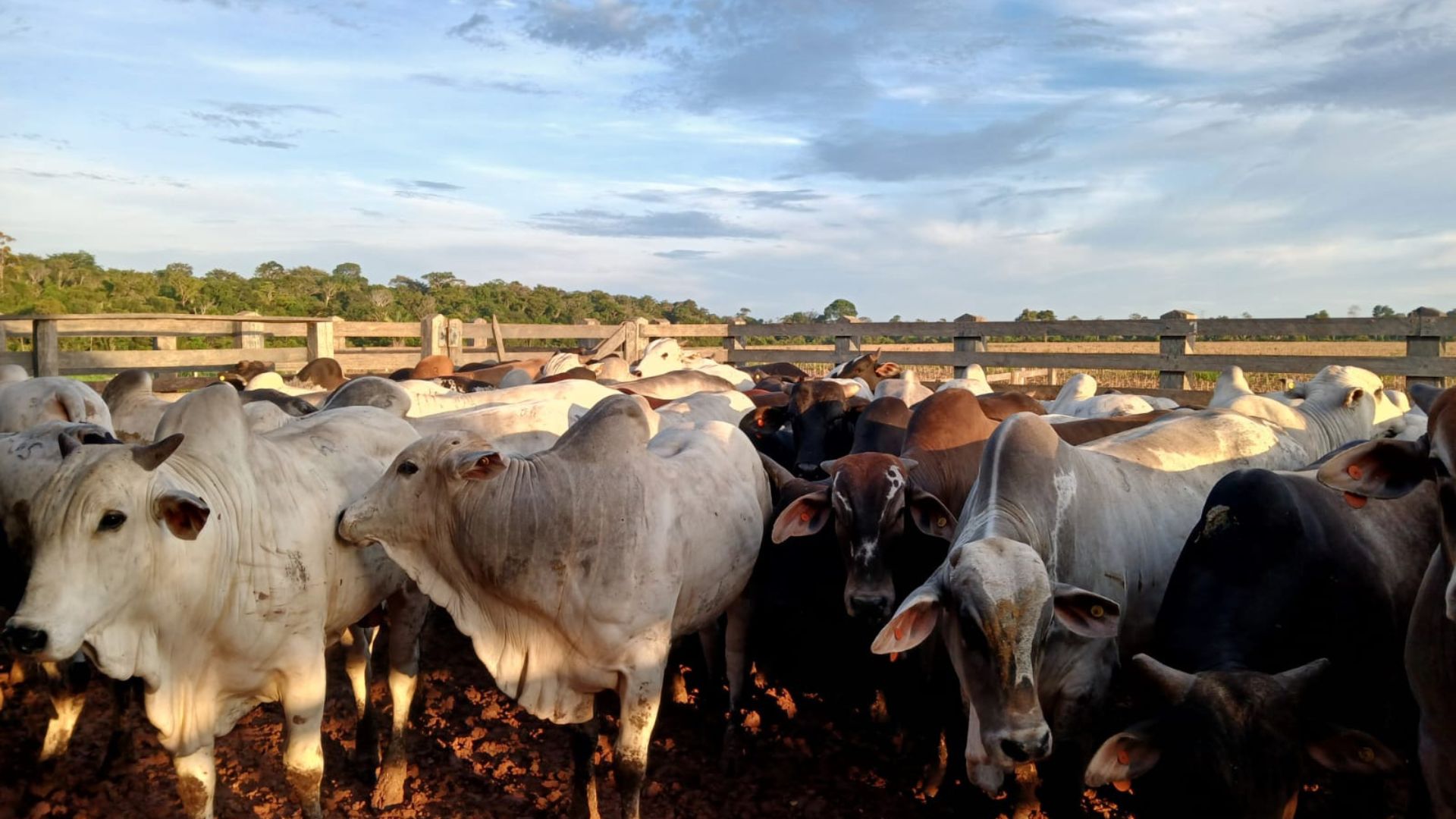 Rondônia: fazenda de Alto Paraíso inova com engorda intensiva (Foto: Divulgação).