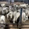 Quase 5 mil cabeças dominam etapa de Barra do Garças (MT) (Foto: Divulgação).