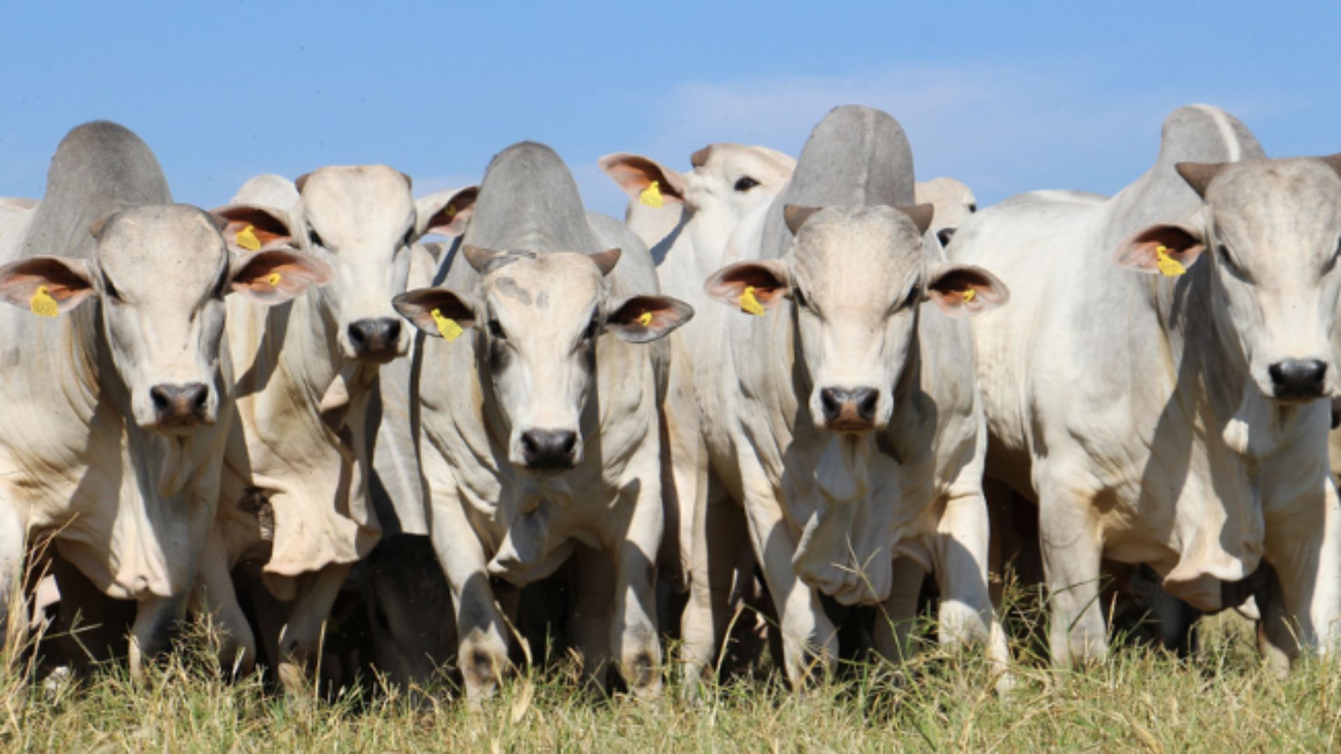 Agropecuária CFM: como é a estação de monta na maior produtora de touros do Brasil. Foto: Divulgação.