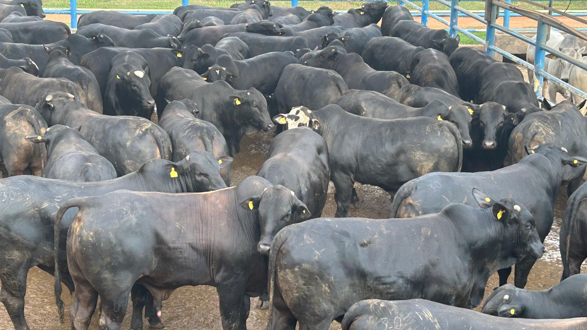 Boiada Angus supera 25 arrobas em Goiás. Foto: Divulgação.