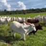 Touro Bonsmara em vacas Nelore garante carne de qualidade? (Foto: Reprodução).