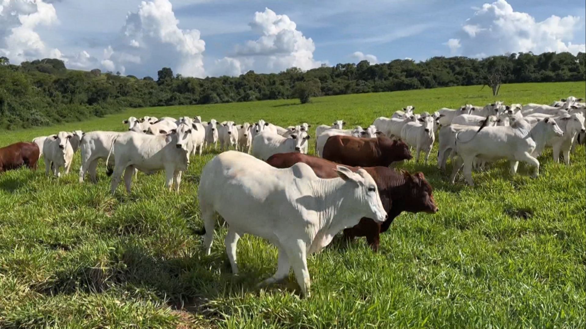 Touro Bonsmara em vacas Nelore garante carne de qualidade? (Foto: Reprodução).
