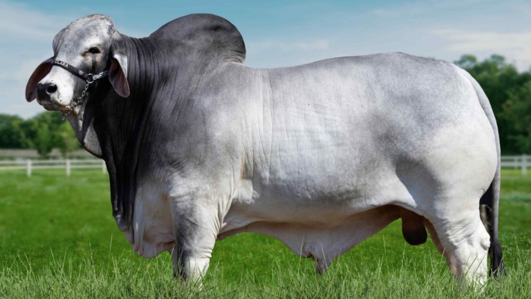 Brahman bate recorde de qualidade de carcaça no Brasil. Foto: Divulgação.