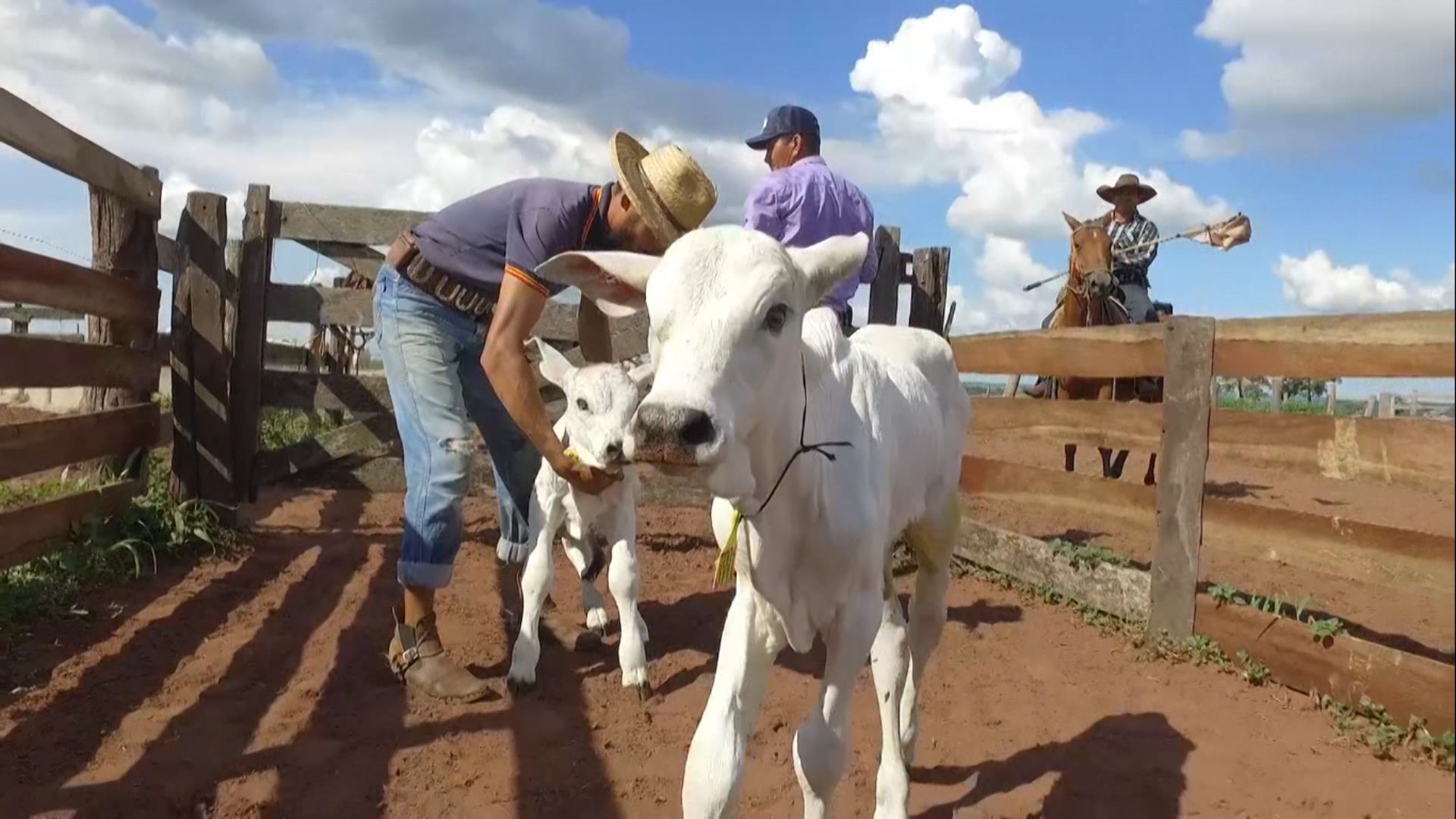 “Cada Bezerro Importa”: programa leva bem-estar animal e manejo responsável ao campo (Foto: Reprodução).