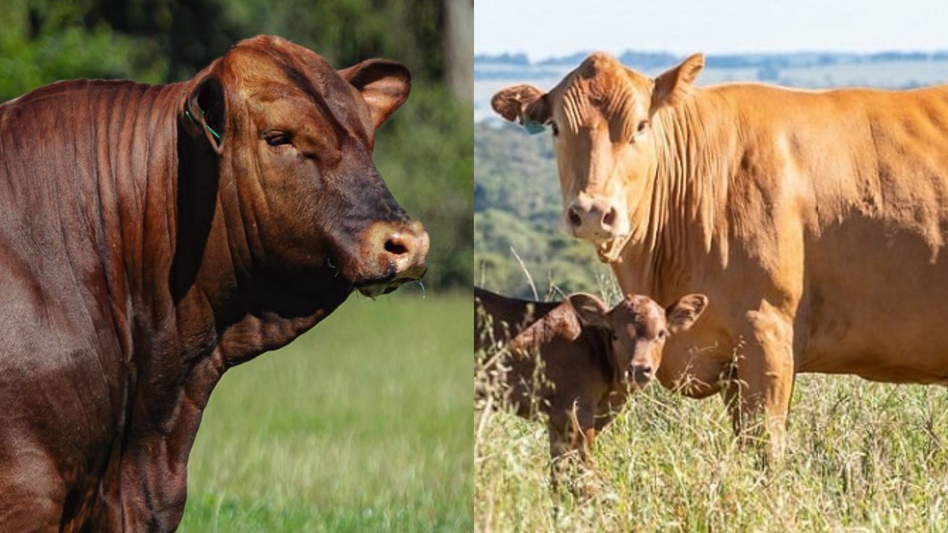 Devon x Caracu: cruzamento garante bezerros pesados e precoces? (Foto: Divulgação).