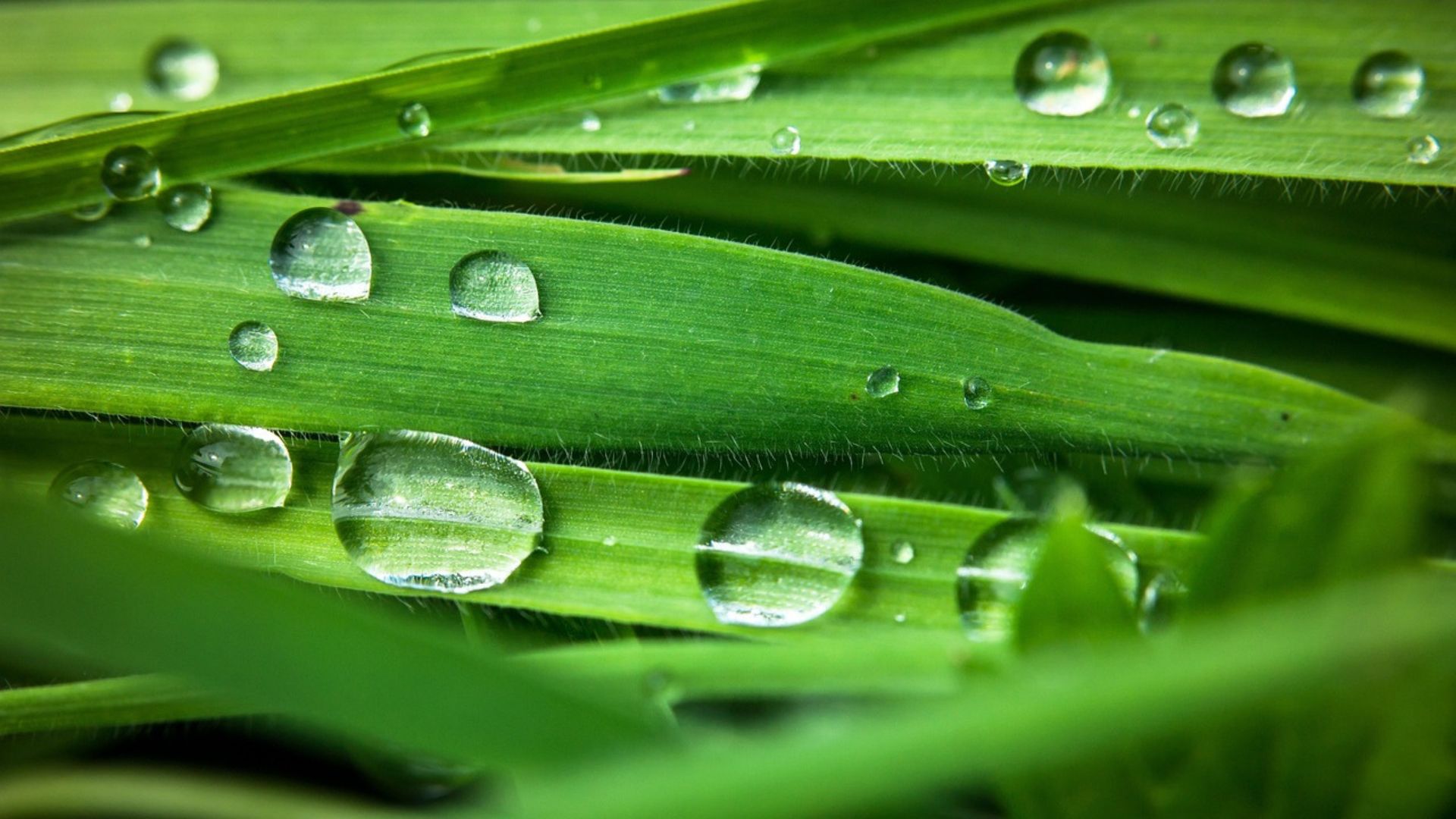 Quer turbinar o seu pasto com a volta das chuvas? (Foto: Pixabay).