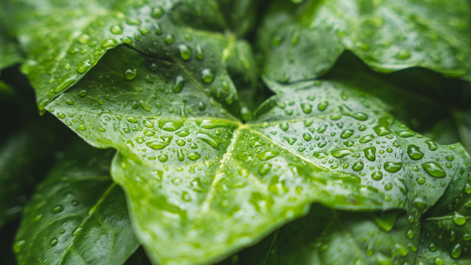 Frente fria leva chuva ao Sudeste e Centro-Oeste e provoca queda nas temperaturas. Foto: Pixabay.