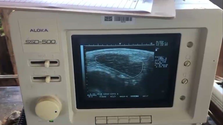 Embrapa aponta puberdade sexual em novilhas com ajuste energético. Foto: Divulgação. Embrapa aponta puberdade sexual em novilhas com ajuste energético. Foto: Divulgação.