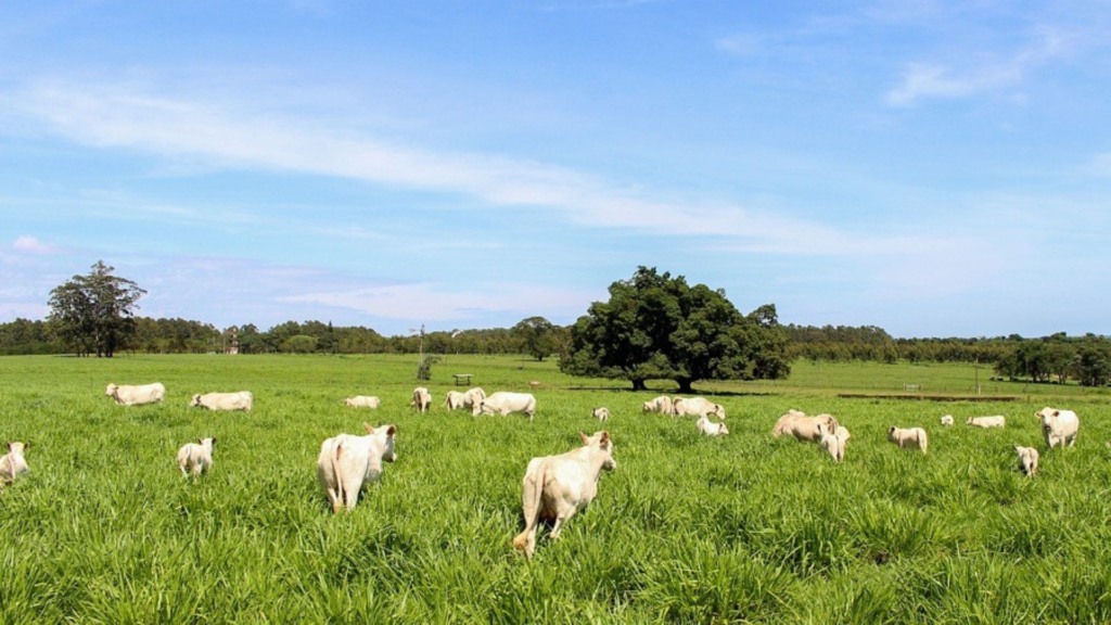 Solo saudável aumenta produtividade e reduz impactos do clima. Foto: Juliana Sussai/Embrapa.