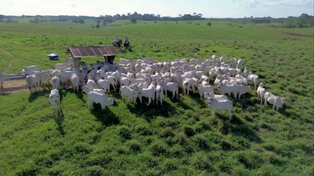 Conheça o manejo reprodutivo que proporciona bezerro do cedo e parição na seca. Foto: Divulgação.