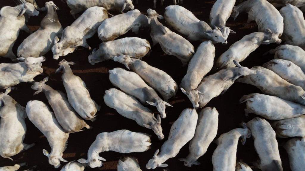 Seguro de gado: como funciona e por que ele é importante para o pecuarista (Foto: Reprodução). Seguro de gado: como funciona e por que ele é importante para o pecuarista (Foto: Reprodução).