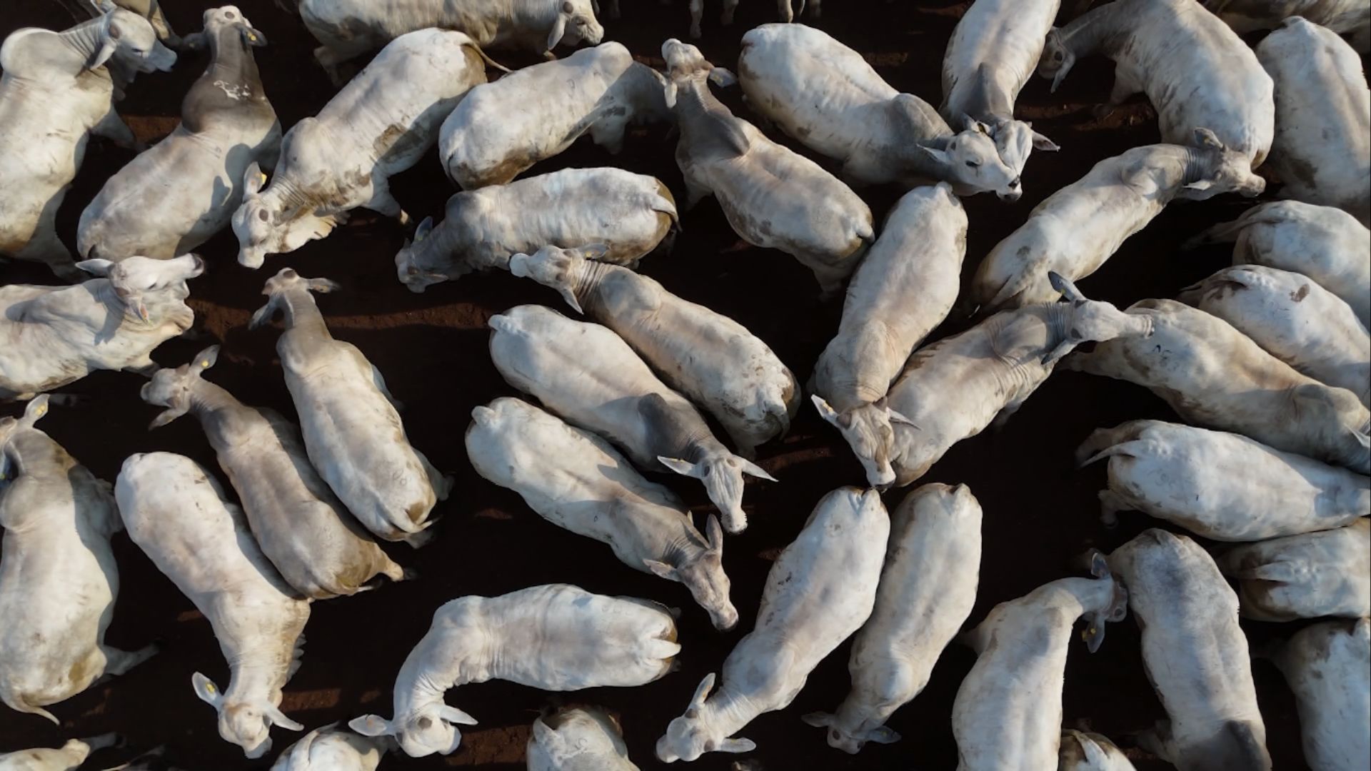 Seguro de gado: como funciona e por que ele é importante para o pecuarista (Foto: Reprodução).