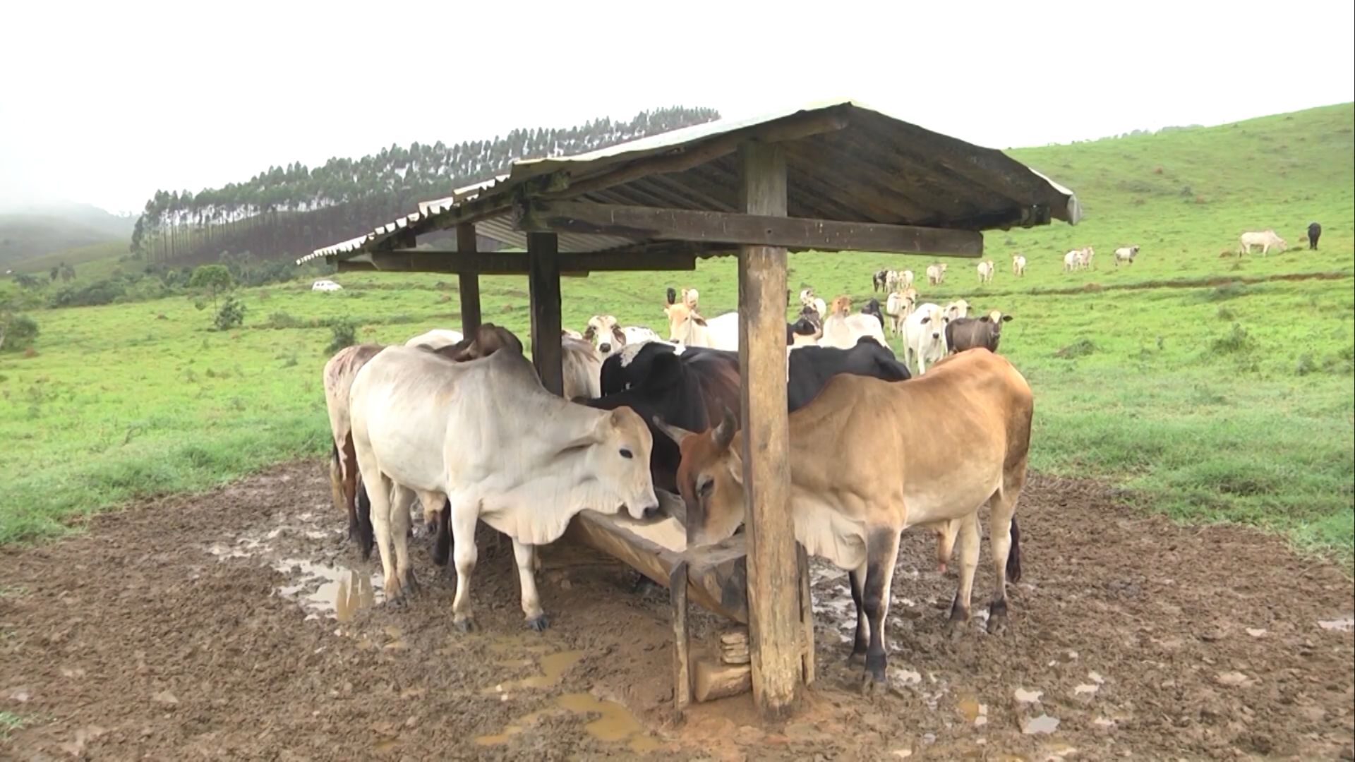 Pasto na seca: qualidade da mistura do suplemento pode garantir mais eficiência (Foto: Reprodução).