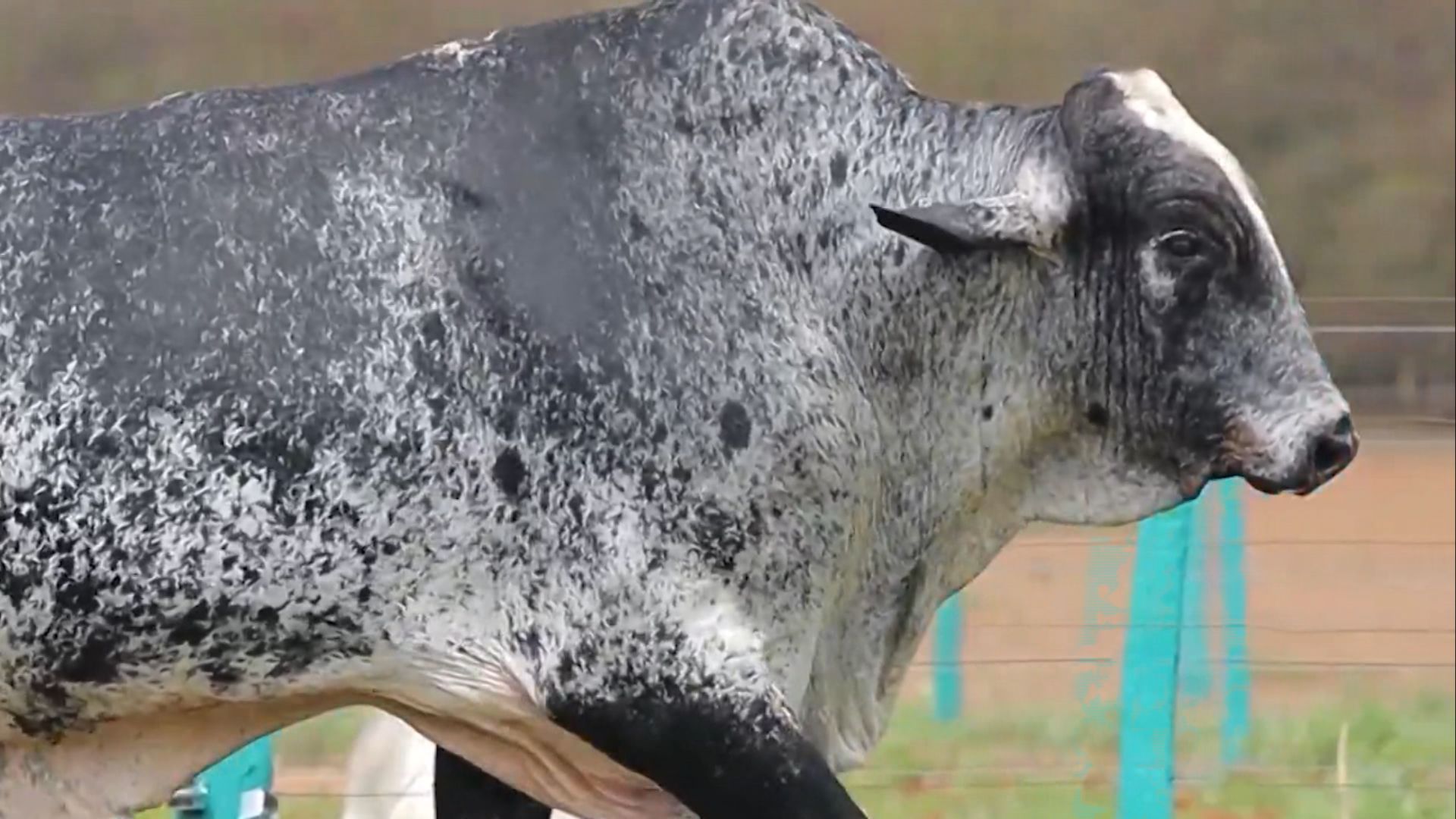 Girolando com Gir Leiteiro: cruzamento pode ser bom negócio? (Foto: Reprodução).